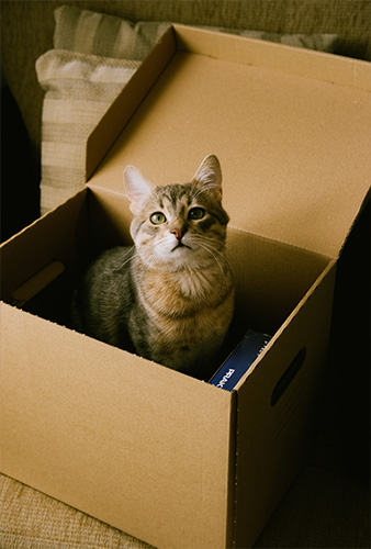 Cat in a box